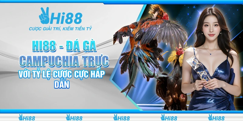 Hi88 - Đá Gà Campuchia Trực Tuyến Với Tỷ Lệ Cược Cực Hấp Dẫn 1 3 hi88 da ga campuchia truc tuyen voi ty le cuoc cuc hap dan