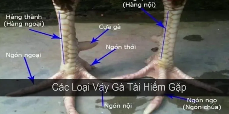 Luật chơi cược vảy gà cần nắm chắc