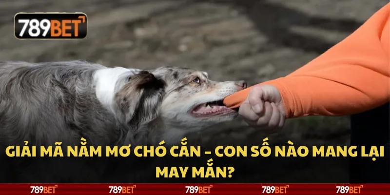 Giải mã nằm mơ chó cắn – Con số nào mang lại may mắn? 7 Giải mã nằm mơ chó cắn – Con số nào mang lại may mắn?